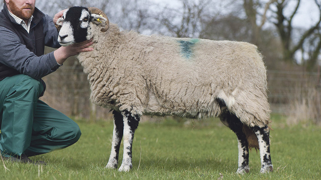 The sheep stolen is a Swaledale Gimmer breed (Stock photo)