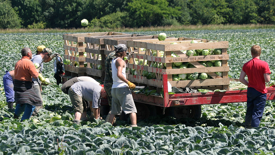 The farming sector is heavily reliant on migrant labour