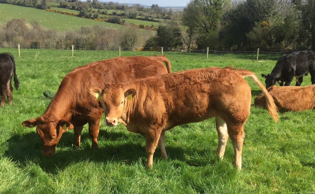 The scheme was created to incentivise the removal of cattle infected by bovine viral diarrhoea (BVD) virus in Northern Ireland