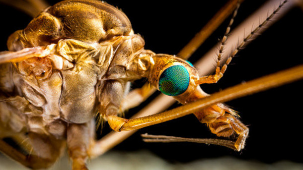 Adult female midges are responsible for infecting farm animals with numerous diseases