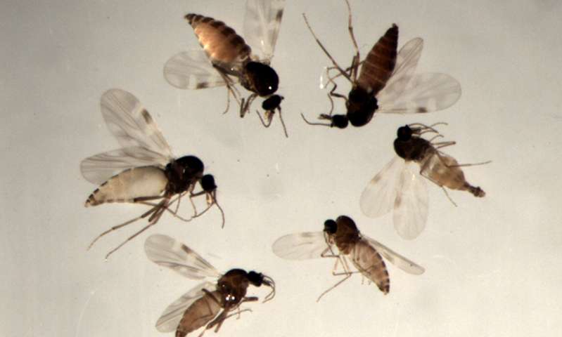 These are biting midges from the Obsoletus group (Photo: Stefanie Schafer)