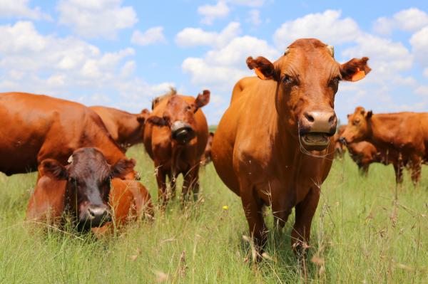 Scientists want to make cows more environmentally friendly (Photo: Mullineux/Shutterstock)