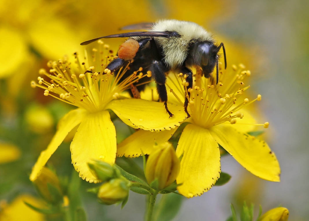 Biodiversity is essential for ecosystem productivity and function