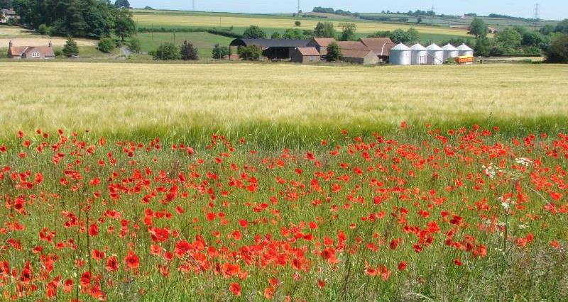 Evidence to date suggests that providing habitat and food for wildlife on farms may have positive effects on potential production yield