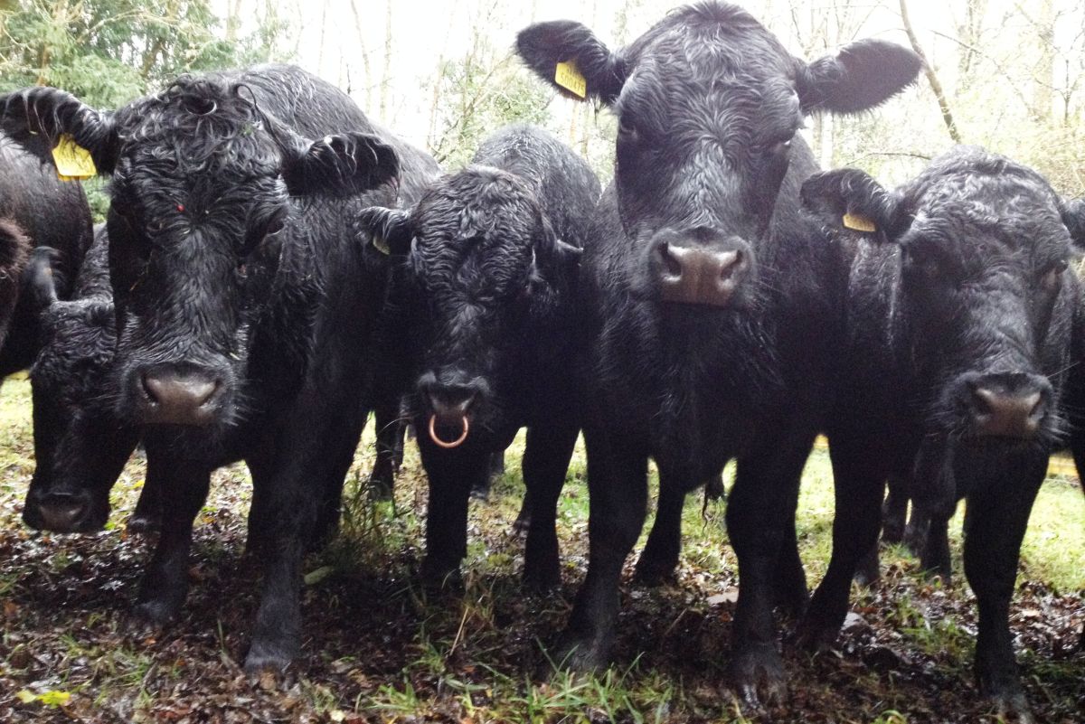 The iconic black Scottish cattle breed is world famous