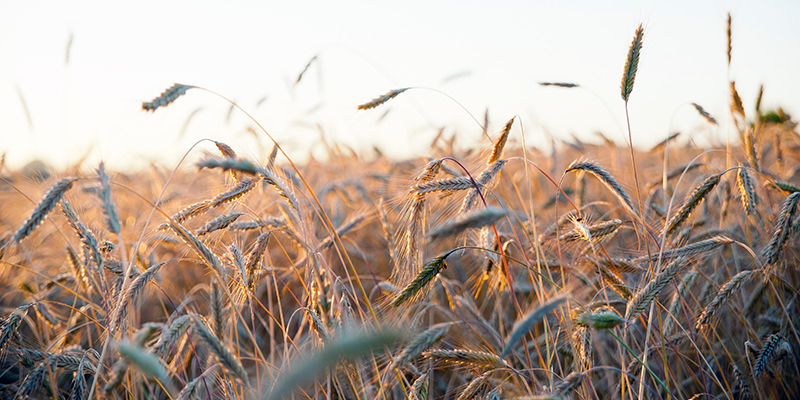Rye genome is important for breeding better wheat or barley