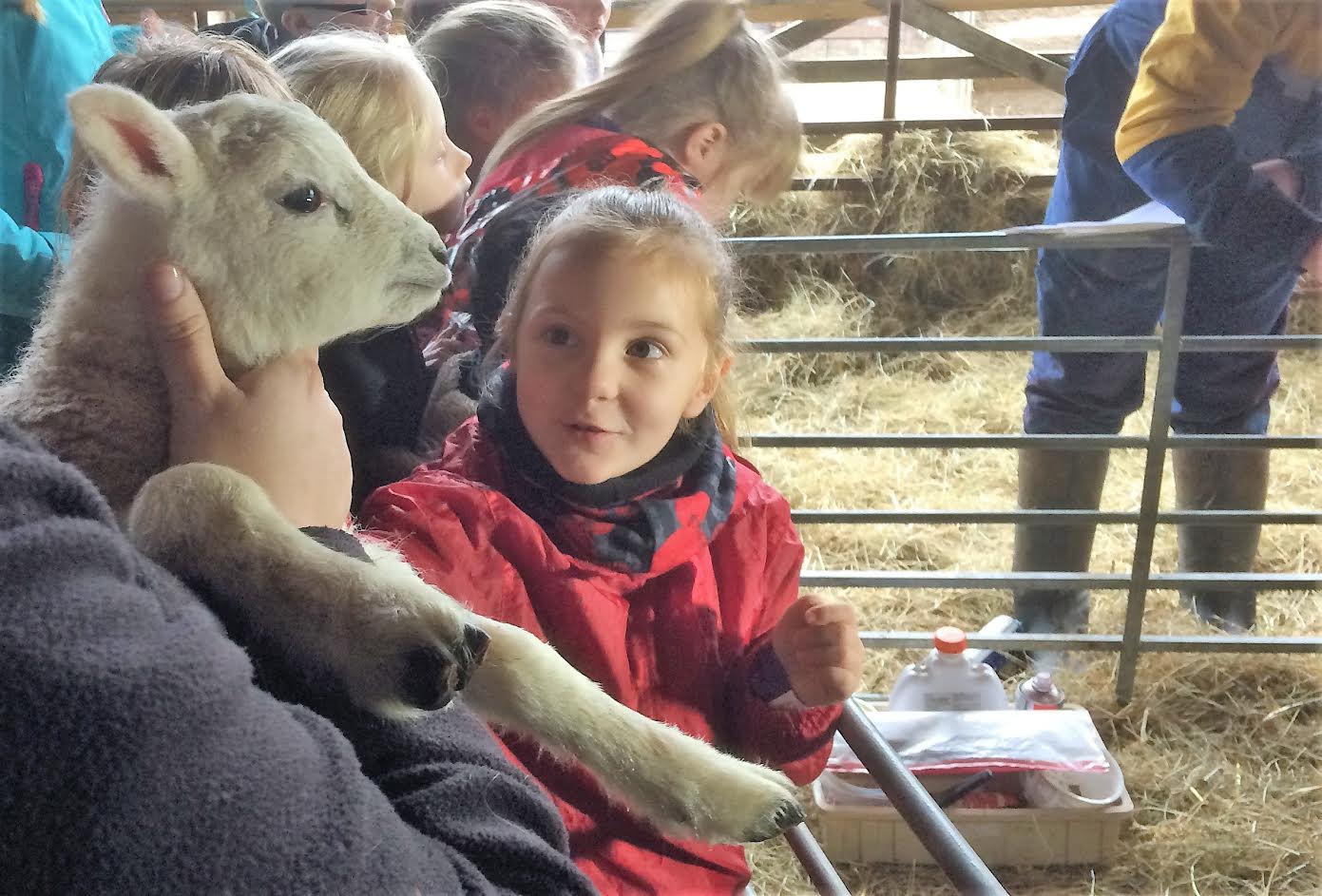 Educational charity The Country Trust install a “LambCam” on a working farm in Kent to bring the wonders of the lambing shed to city children