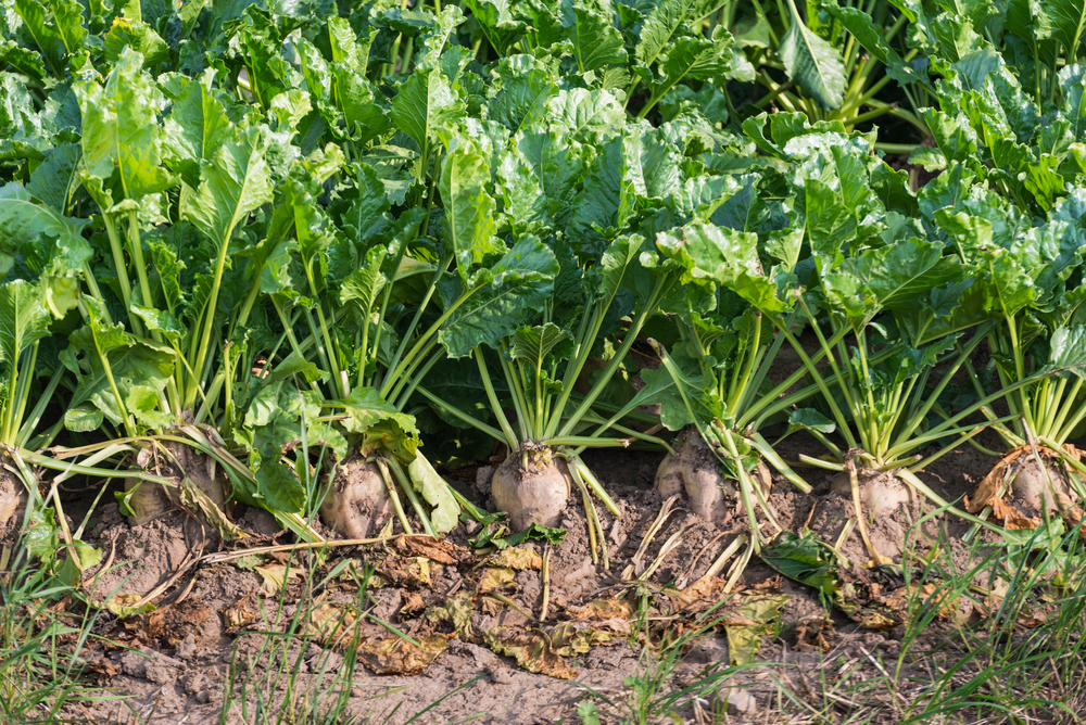 There are signs that the EU average price could continue to climb, at least in the near future