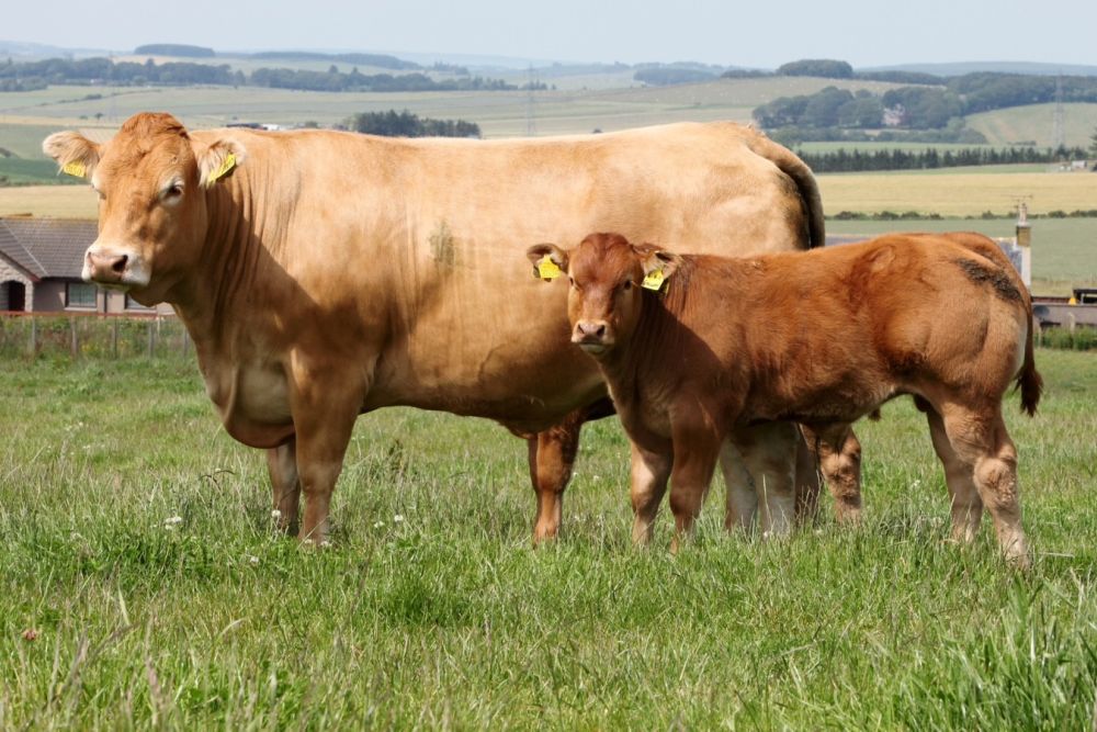 A red Limousin cow (Stock photo)