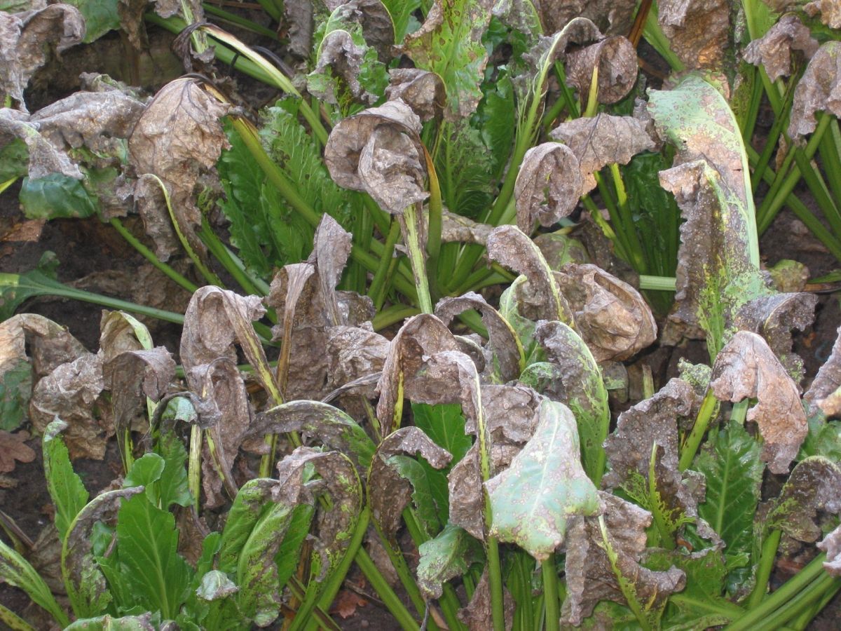 Cercospora beticola on sugarbeets