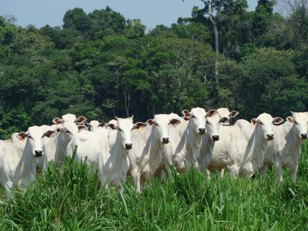Brazil, the world’s biggest exporter of red meat, is at the centre of international attention due to a widespread beef scandal