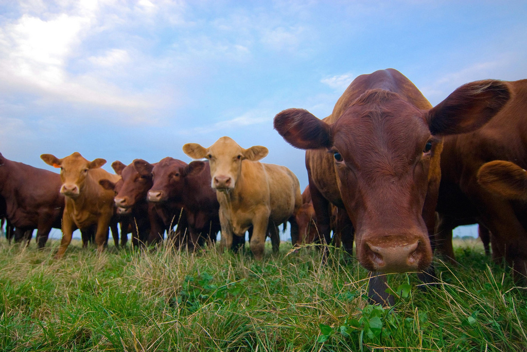 "Dairy farmers have been utilising grass to the maximum for years, but the beef industry has been slower to take this up"