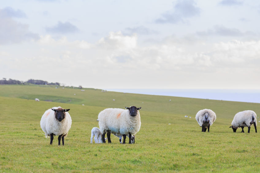 The sheep industry says the UK already leads the world in terms of animal welfare, and that no further advances are needed