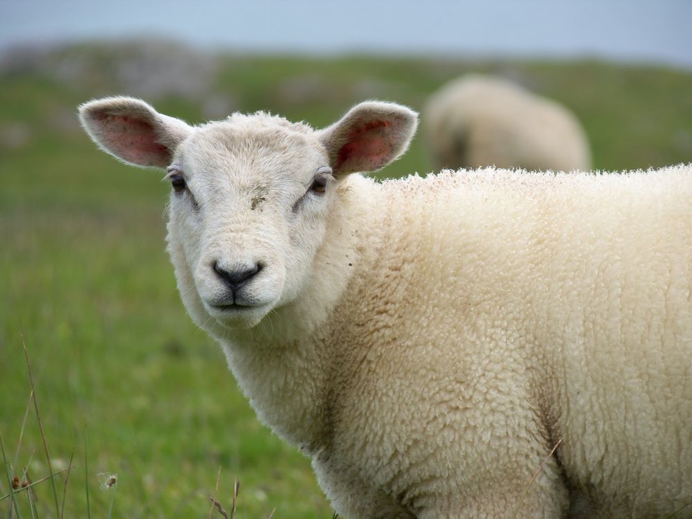 The North Ayrshire Council team rescued the frightened sheep (Stock photo)