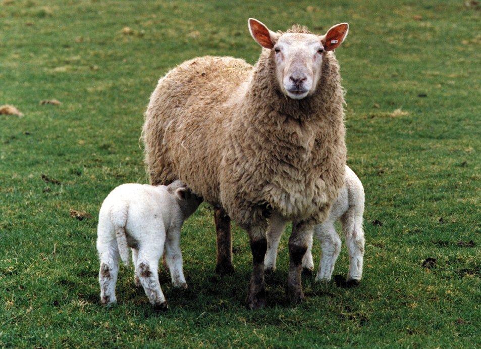It has been estimated that over 90% of sheep flocks in England, Scotland and Wales have had some exposure to it