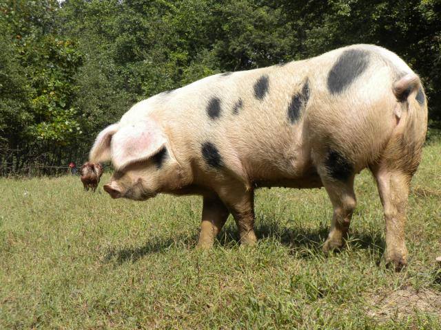 The Gloucestershire Old Spot pig breed faces extinction...