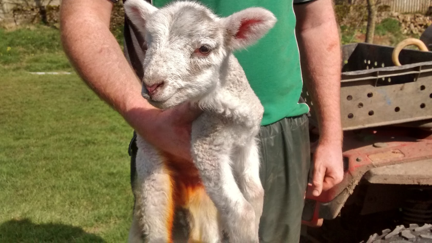 The lost lamb wandered onto a golf course, but was eventually rescued