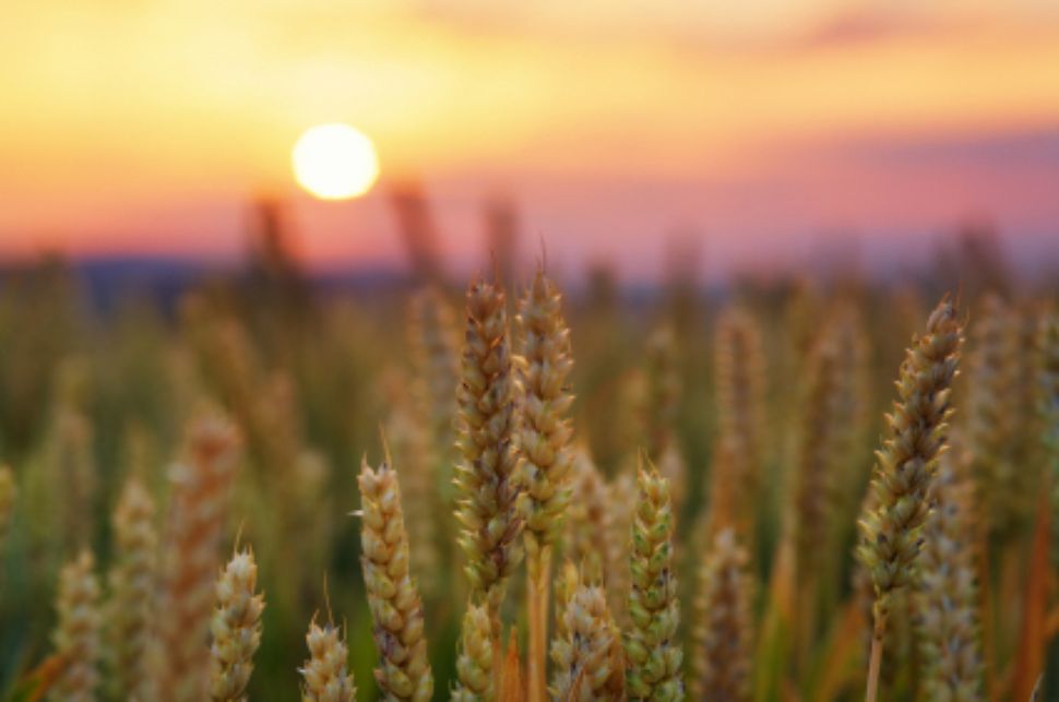 A Designing Future Wheat programme will commence to address the challenge of providing an estimated 60% larger wheat harvest globally by 2050