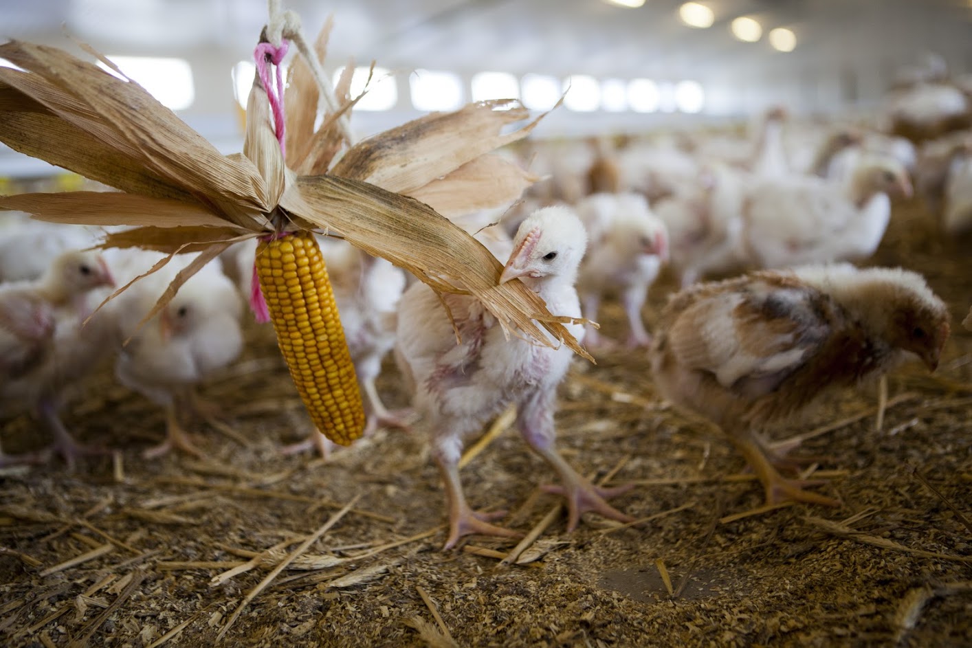 Only a small minority of chickens produced in the UK come from higher welfare farms