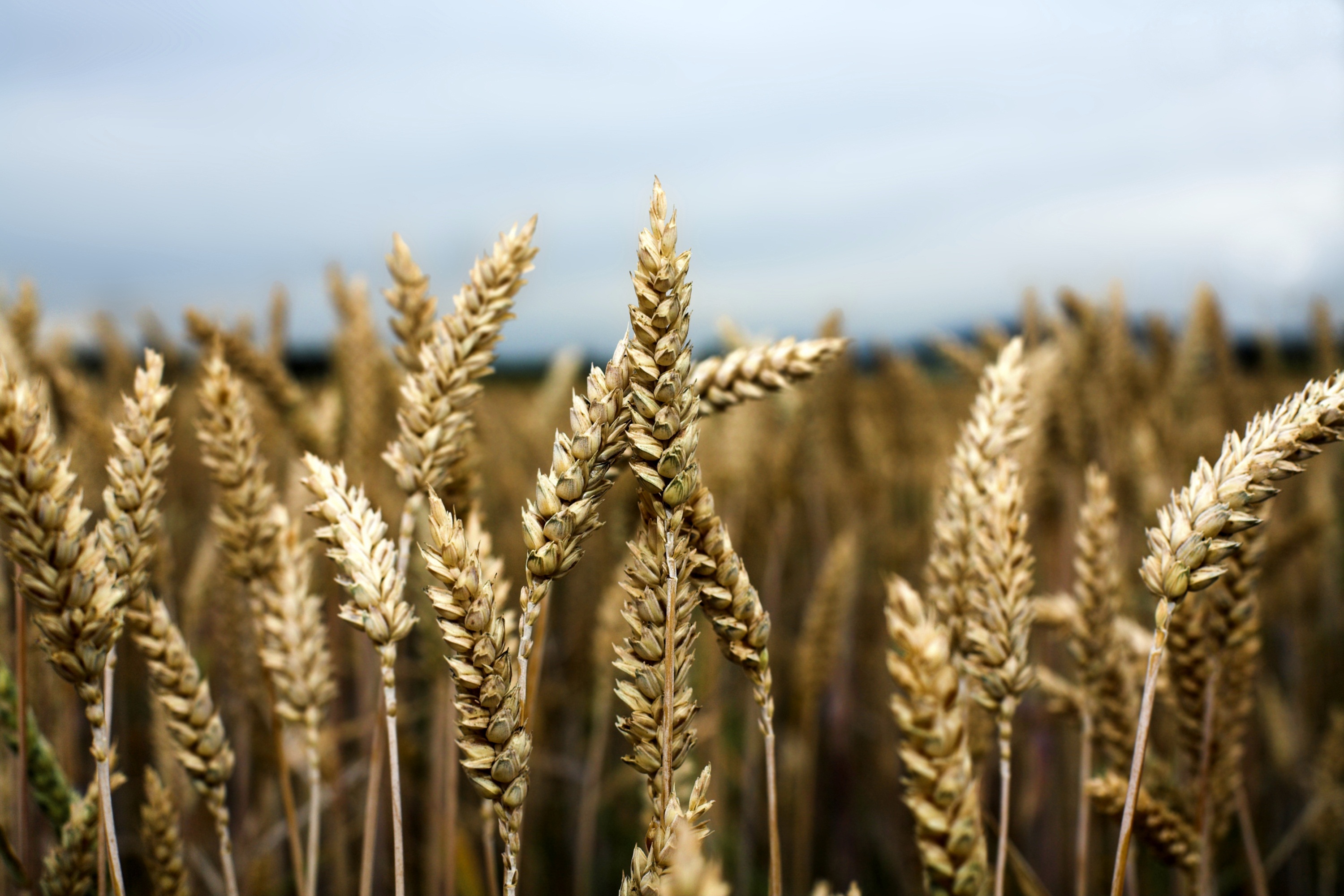 A better map of the wheat genome is essential for breaking the wheat deadlock