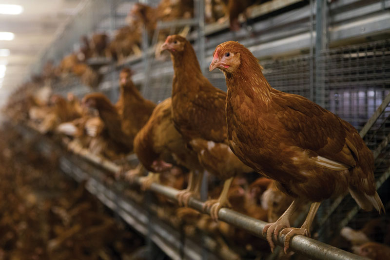 RSPCA needs to put bird welfare first, says the British Free Range Egg Producers Association
