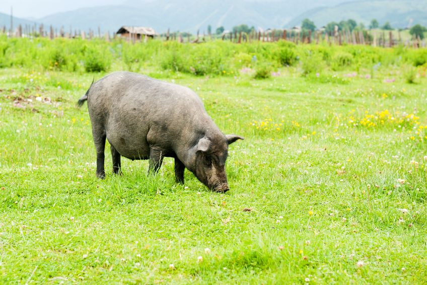 The feature linked the spread of the bug to overuse of antibiotics in Denmark and highlighted calls to significantly reduce usage