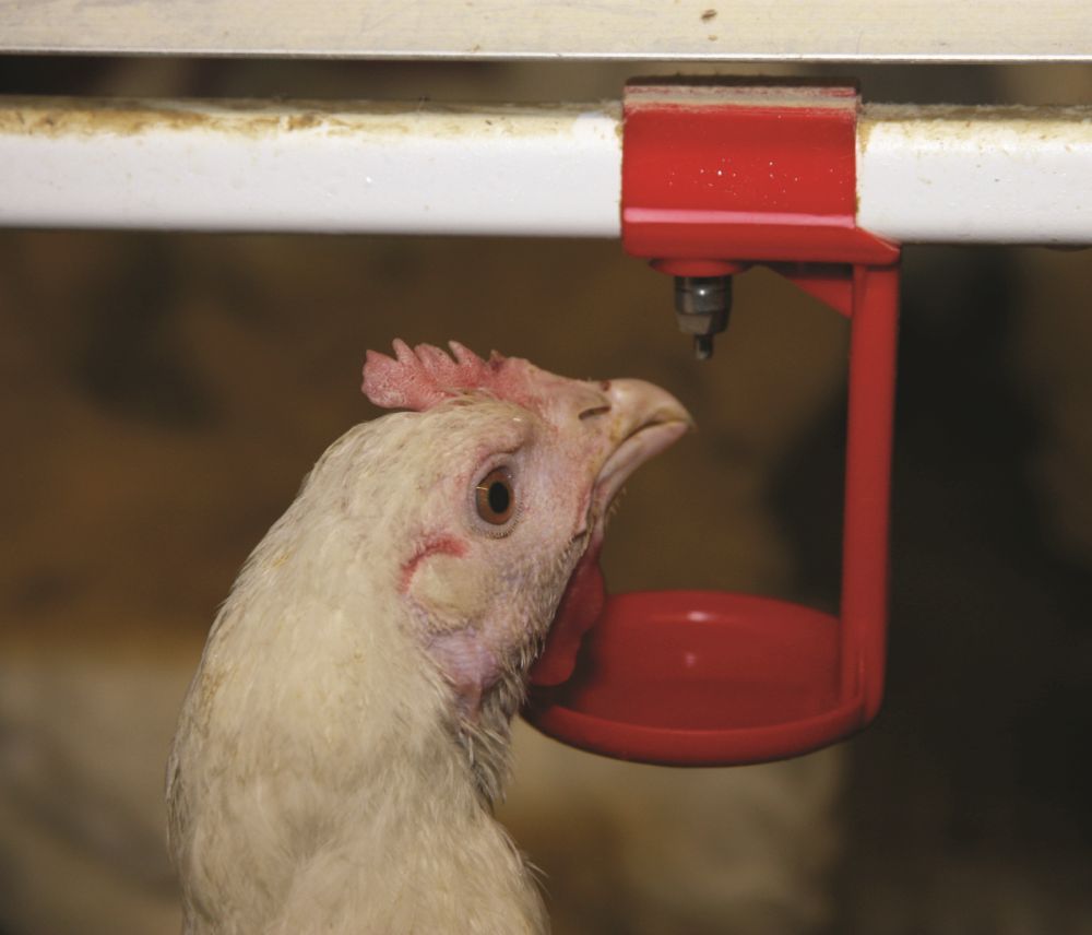 Dirty water hits egg production financially, according to a leading expert