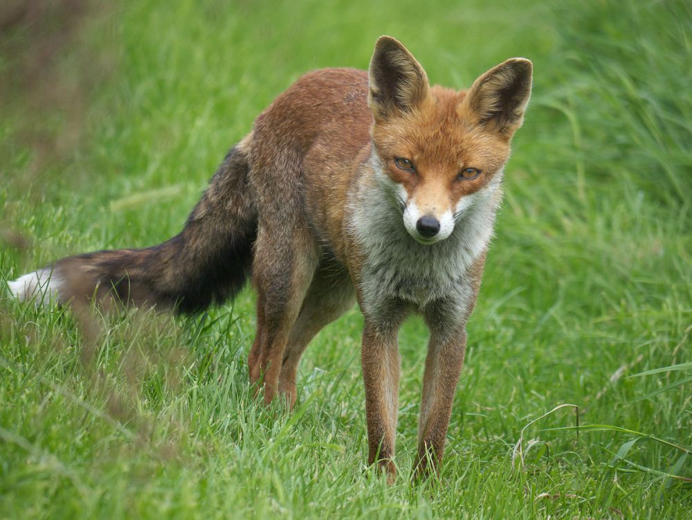 The foxes have cost the farmer almost £1,000 in lost revenue (Stock photo)