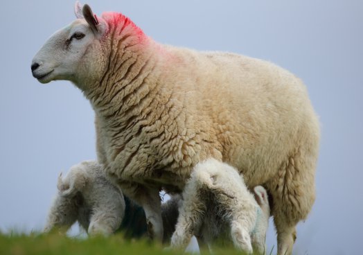 Clearer market signals needed for spring lamb, said the UFU