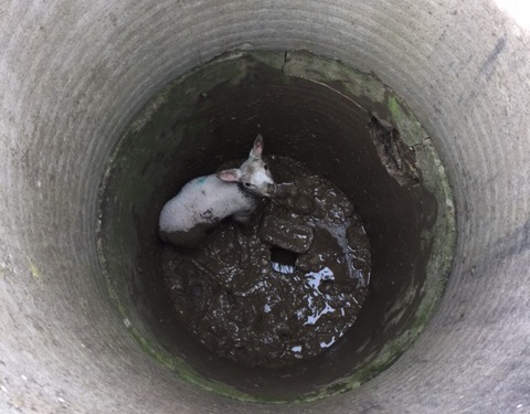 A distressed lamb has been rescued from a muddy well at a farm in Lincolnshire