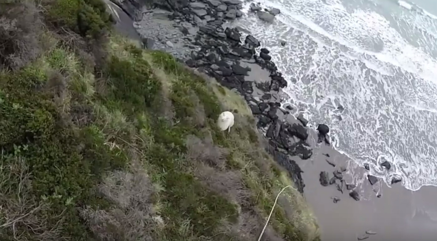 RSPCA Animal Welfare Officer (AWO) Andrew Harris lead the rescue and the sheep was later safely released with the rest of his flock