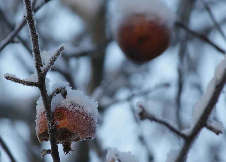 A severe frost could be dangerous for UK fruit production (Photo: Calle Eklund)