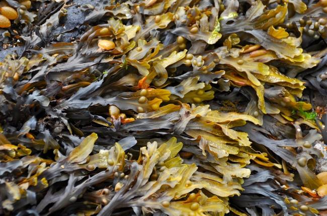 Experts say 96% of the world's seaweed comes from Asia but that Scotland's waters are ideal for growing
