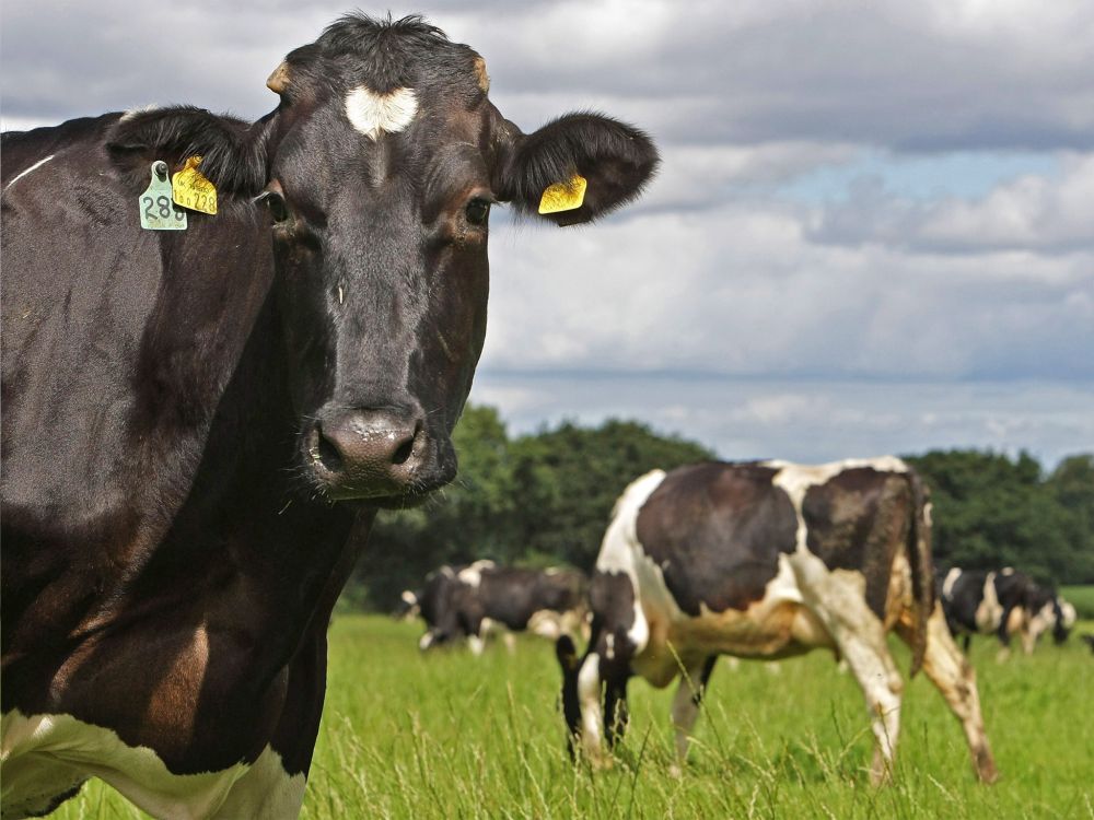 UK food security at risk unless government takes new approach to food and farm policies, says scientists