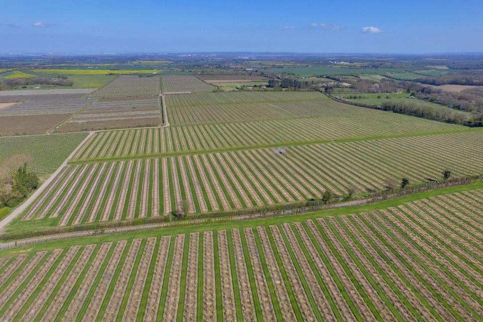 Major Kent fruit farm has been put up for sale