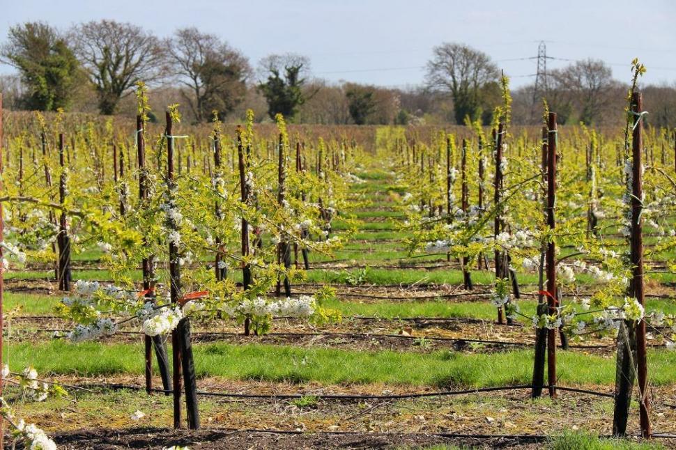 The farm extends to 364 acres and is an intensive well structured apple and stone fruit unit