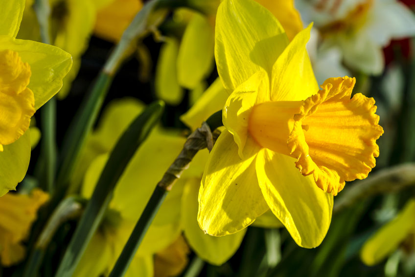 Yellow daffodil blooms in field on flower bulb farm