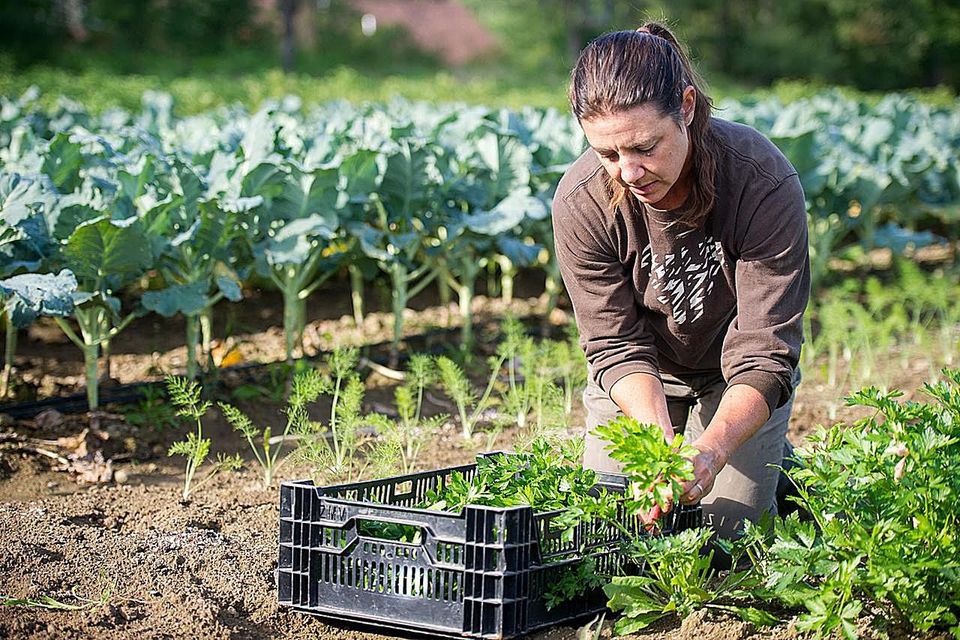 There is a fine line between business farming and hobby farming, says chartered accountants Saffery Champness