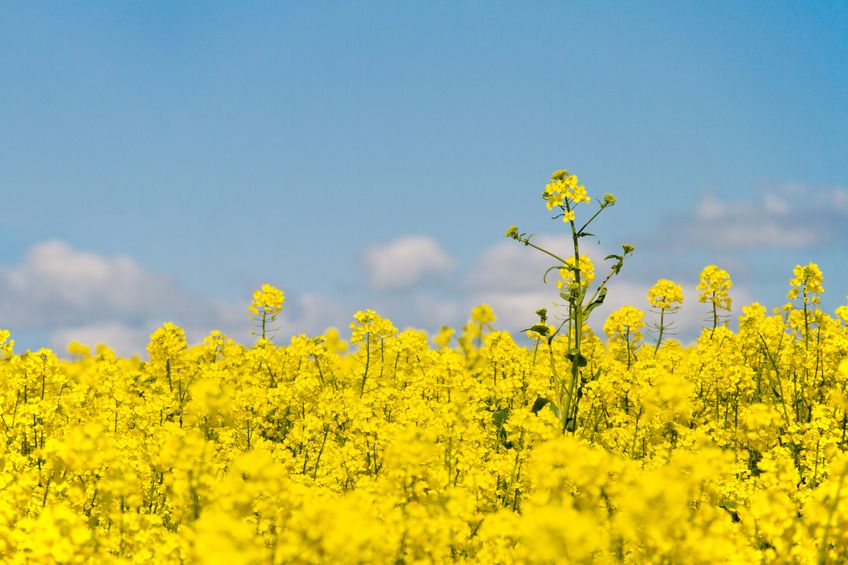 Neonicotinoid seed treatments are used to protect crops