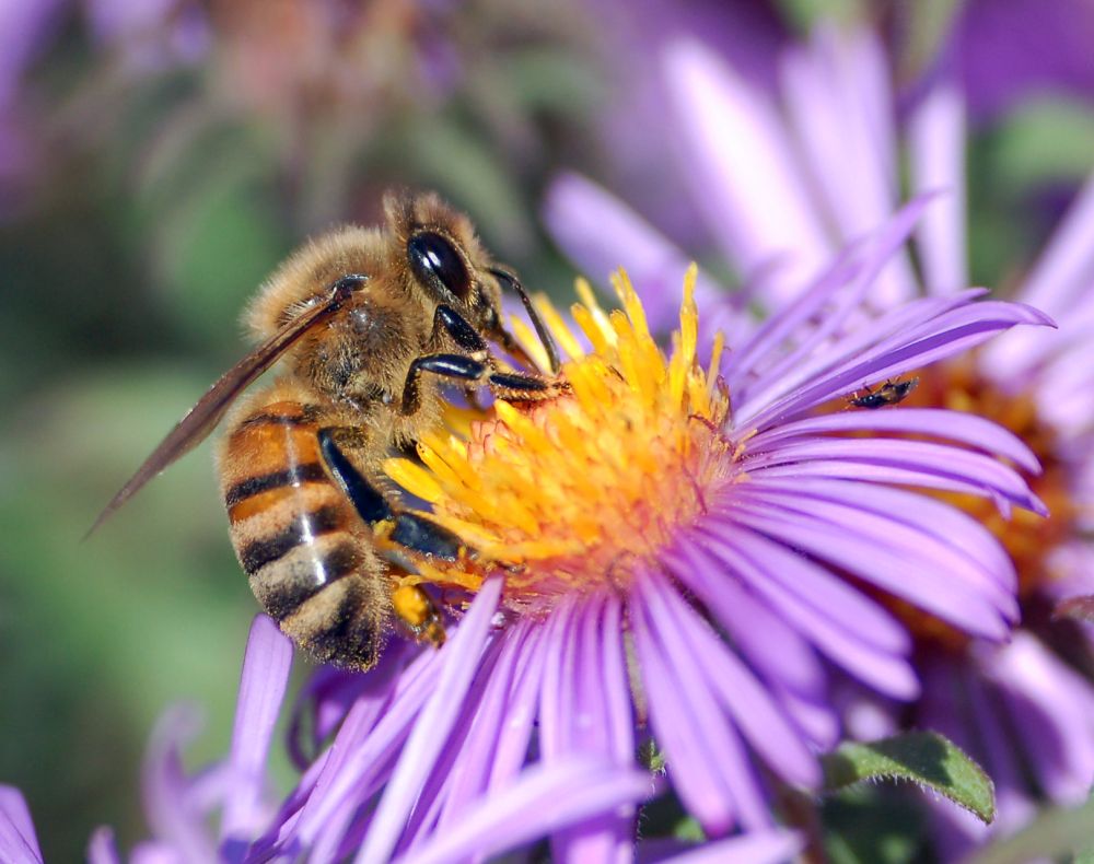 Proponents of a neonicotinoid ban say there is scientific consensus that bees are hamed by neonicotinoids