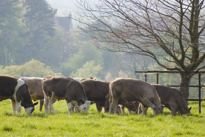 Only 7% of those surveyed said the anti-farming campaigns meant they might consider turning vegan