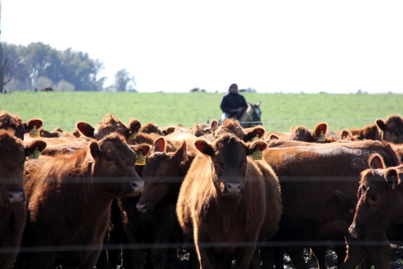 The Tesco Argentinian beef trial has faced criticism from the farming industry