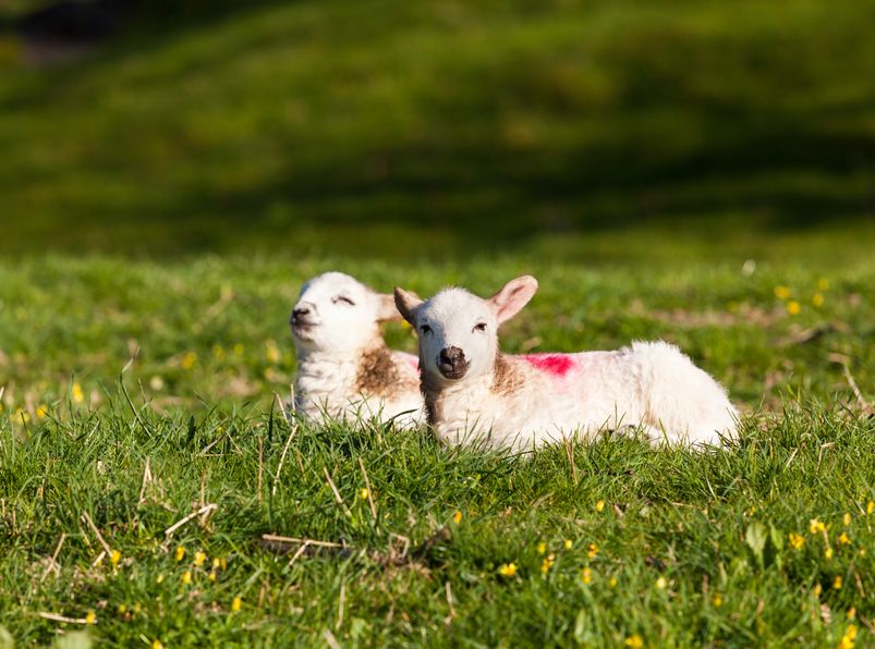 The lamb was born in a bag that closely reproduces the conditions of a real womb