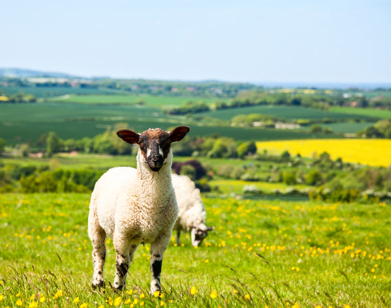 Sheep meat impots into the UK in February was down 36%