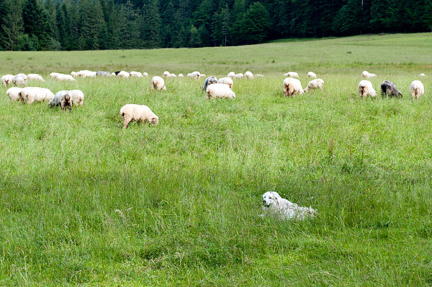 Thirty sheep, mostly lambs, have been killed by an out of control dog