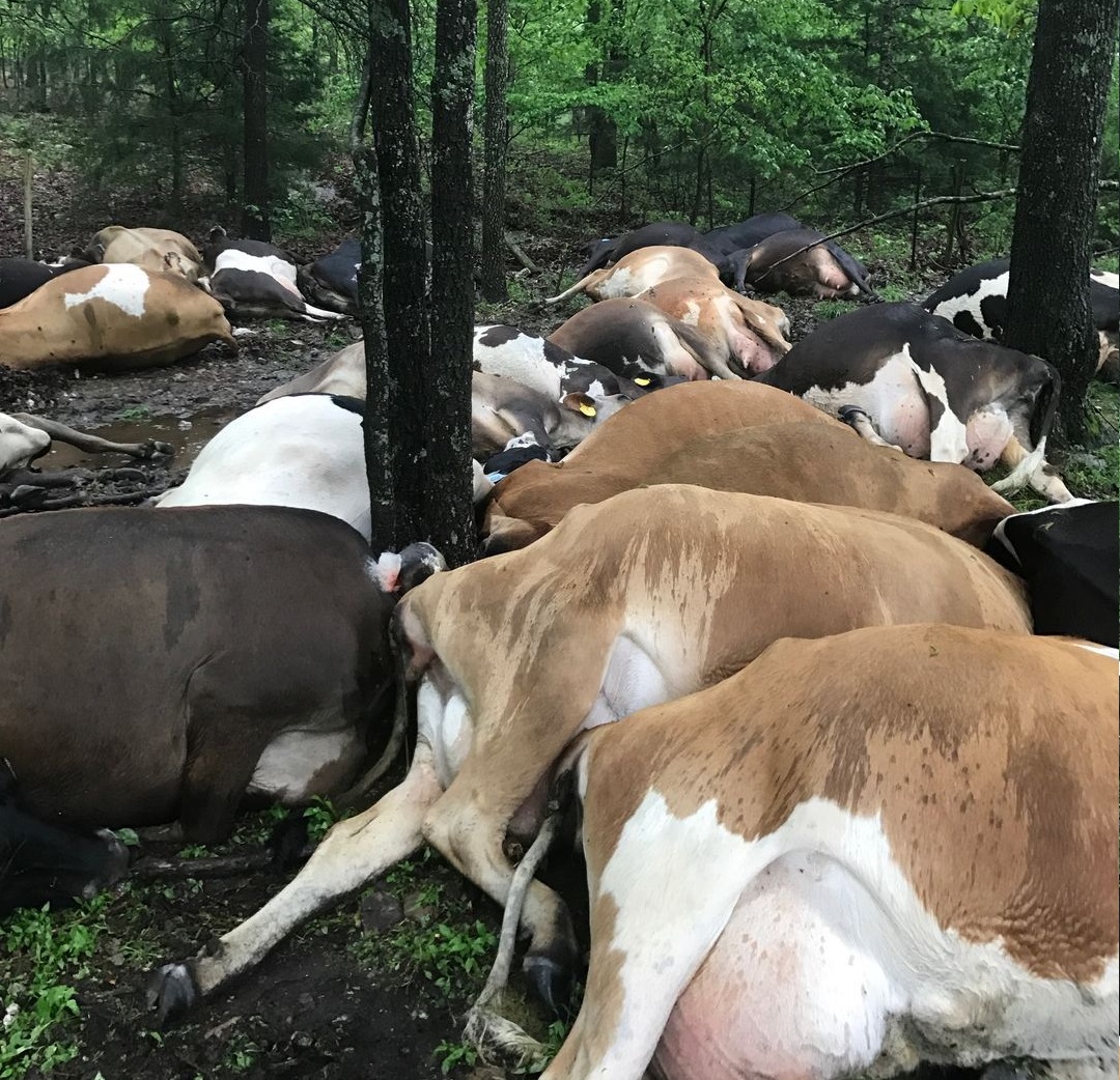 The farmer's cows were killed by lightning