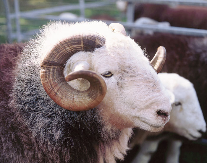 A Herdwick ram was mauled so badly it had to be put down (Stock photo)