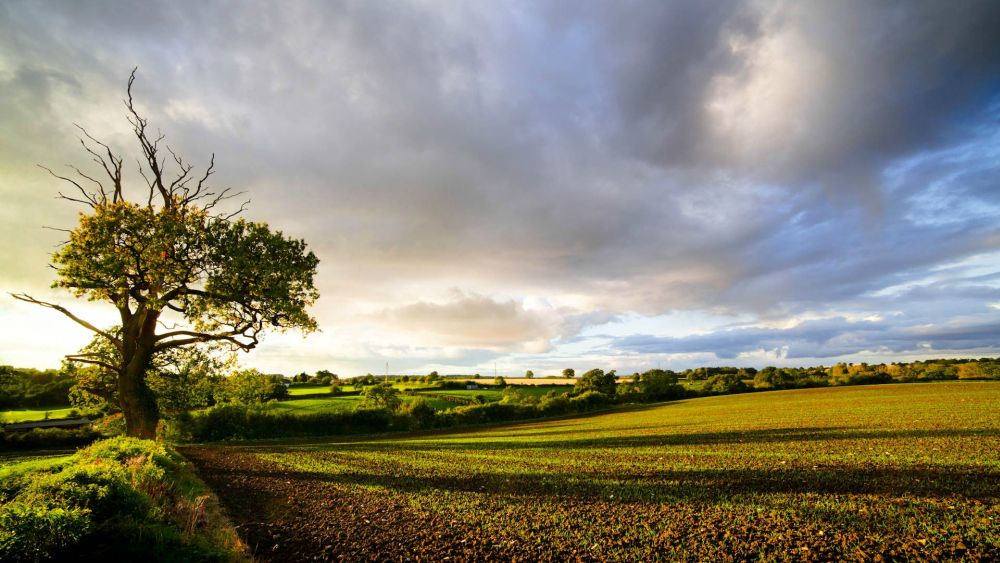 The CLA said delivering a Brexit that works for the countryside is crucial for the next Government