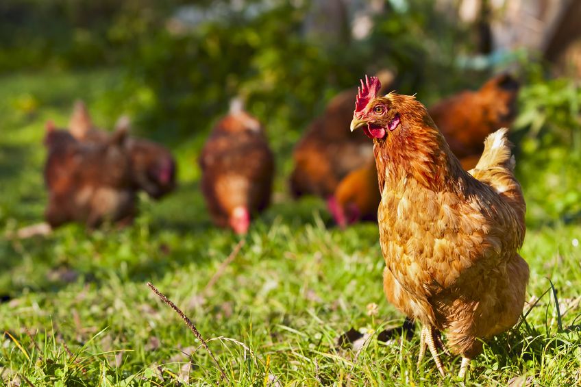 Free range laying flocks see incomes fall 10 per cent