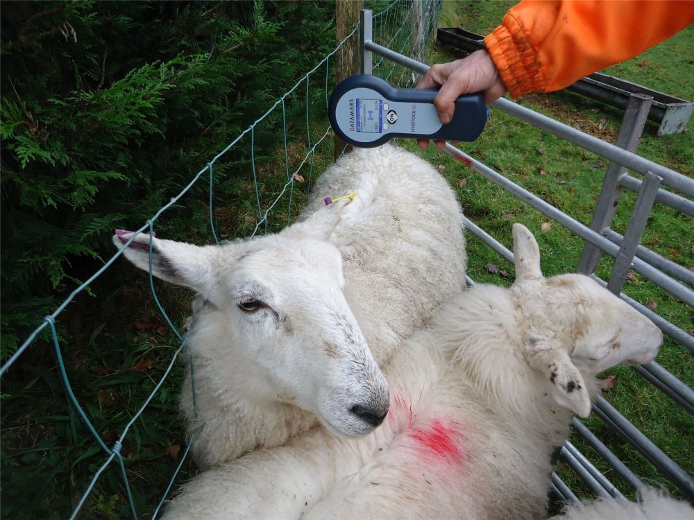 Grant scheme has opened for farmers to apply for new farm kit (Photo: EID hand held devices for sheep)